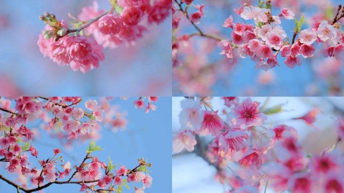 春分春天春分春天立春樱花春分樱花粉色樱花