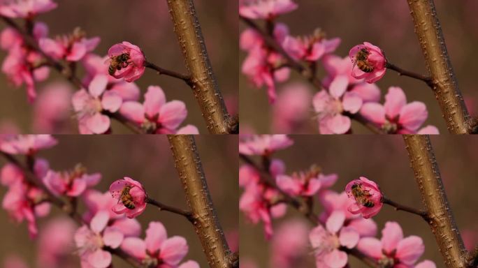 春暖花开桃花蜜蜂采蜜