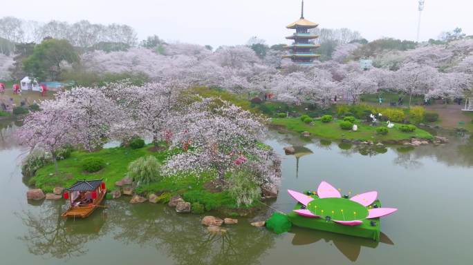 湖北武汉东湖樱花园春季风光