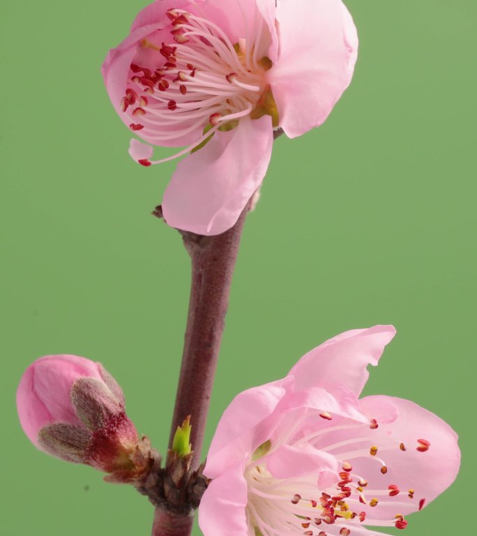 竖屏桃花开花延时