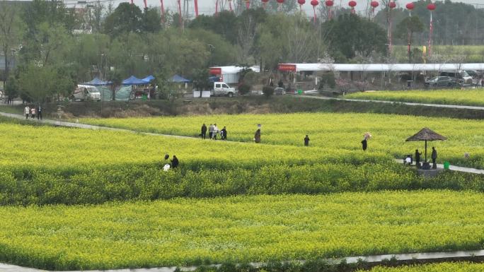 高清航拍2023年湖北省油菜花节