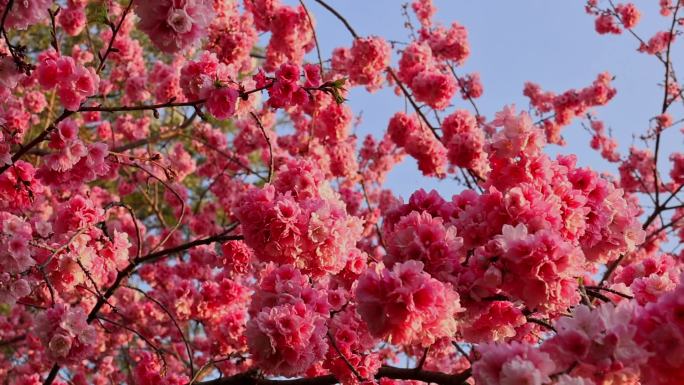 春暖花开樱花盛开