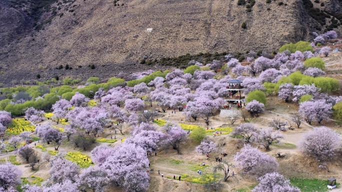 航拍春天的林芝桃花园