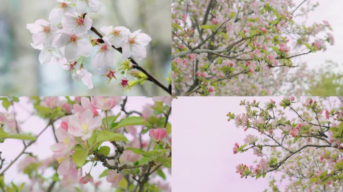 花朵视频，樱花，海棠花。