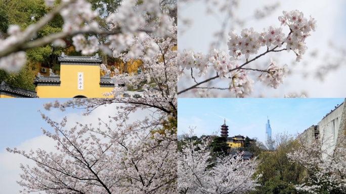 南京鸡鸣寺樱花南京旅游