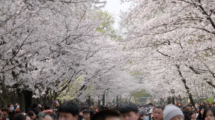 南京鸡鸣寺樱花南京旅游