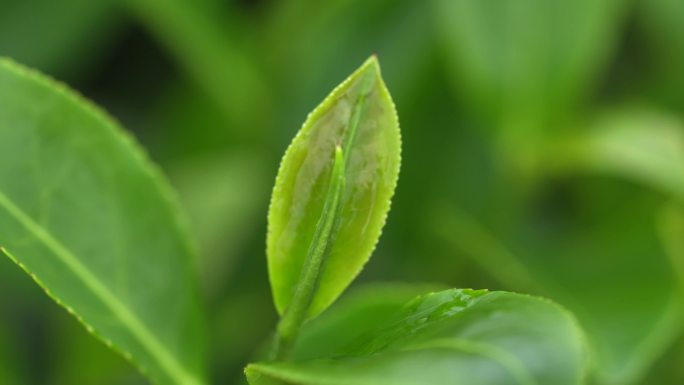 茶叶特写