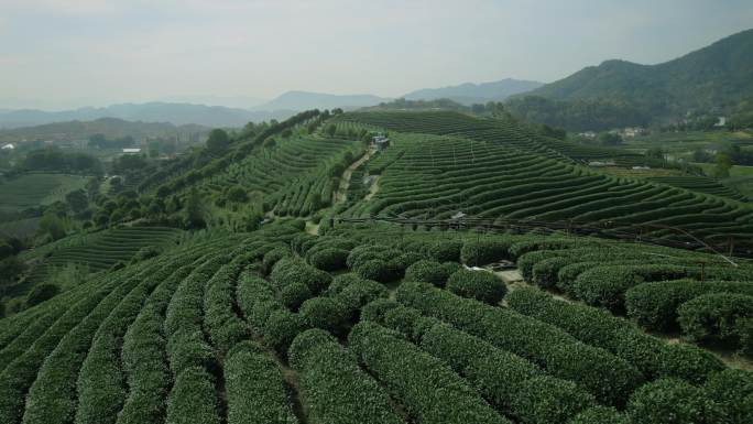 杭州龙坞茶园  明前茶