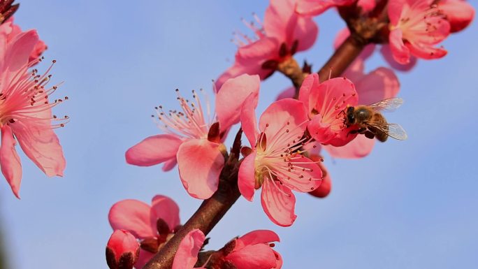 春天桃花蜜蜂采蜜