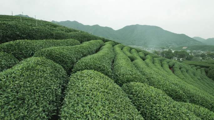 杭州龙坞茶园  明前茶