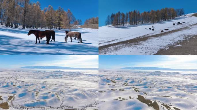 草原森林雪景航拍