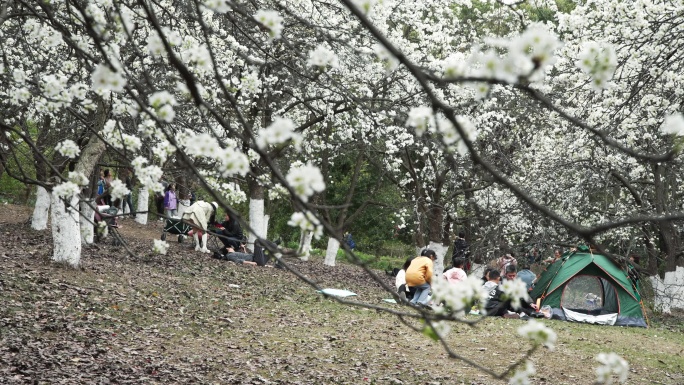 春天成都植物园梨花开市民游客梨园赏花游览