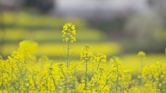 汉中油菜花 高铁 美丽乡村