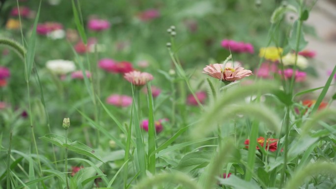 原创拍摄春天氛围素材 花朵