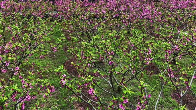 春天阳光下果园里的桃树开花了
