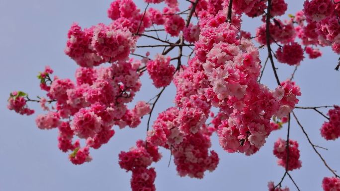 春暖花开樱花盛开