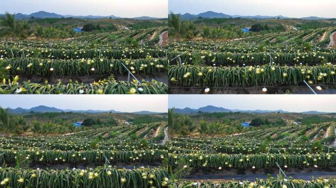 航拍海南火龙果基地 火龙果开花