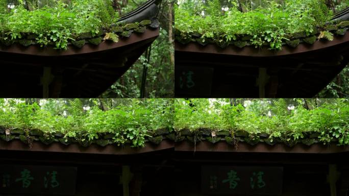 杭州虎跑古建筑亭子飞檐上长着绿色青苔小草