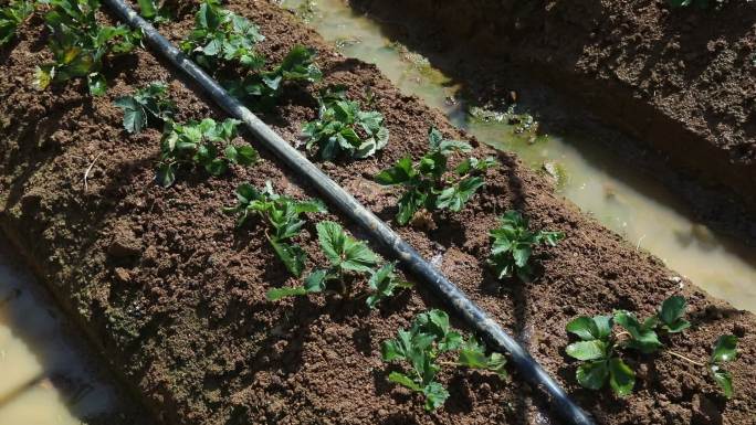草莓苗期浇水喷灌