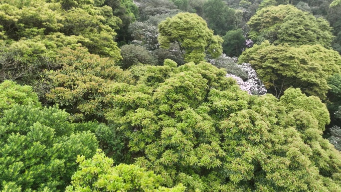 深圳梧桐山毛棉杜鹃花