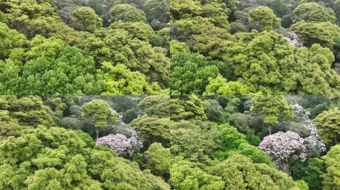 深圳梧桐山毛棉杜鹃花