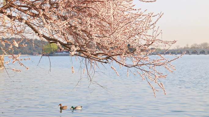 颐和园西堤春意浓