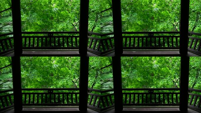 杭州虎跑下雨天亭子前的绿色枫树叶