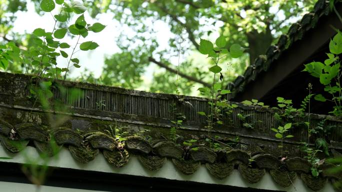 杭州虎跑古建筑屋檐顶上长着绿色青苔