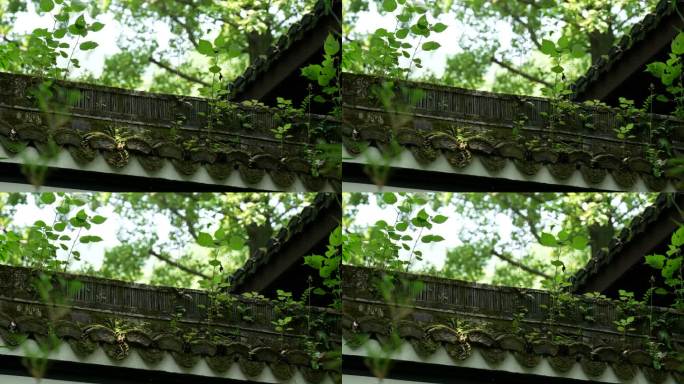 杭州虎跑古建筑屋檐顶上长着绿色青苔