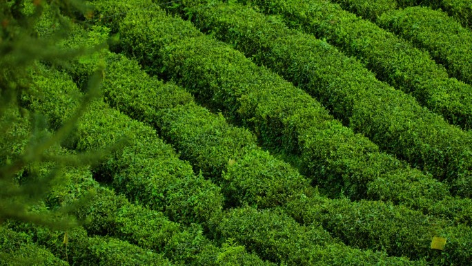 春天春茶茶叶茶园茶山空镜产业基地