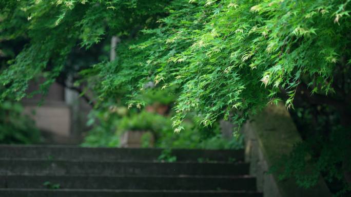 微风吹动阶梯上的枫树叶