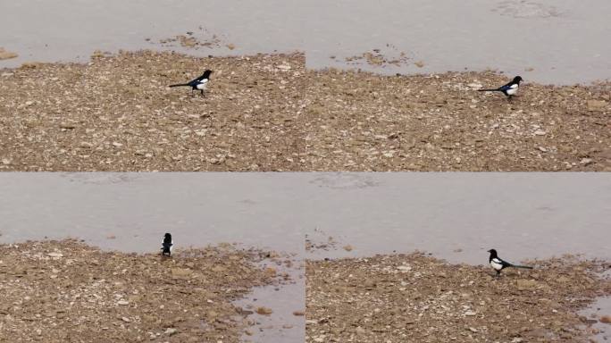 喜鹊在冰冻的河滩上行走觅食