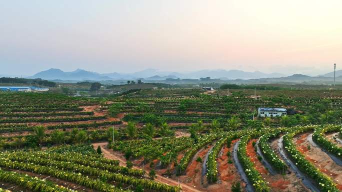 航拍海南火龙果基地 火龙果开花