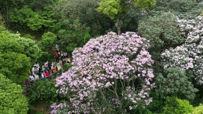 深圳梧桐山毛棉杜鹃花