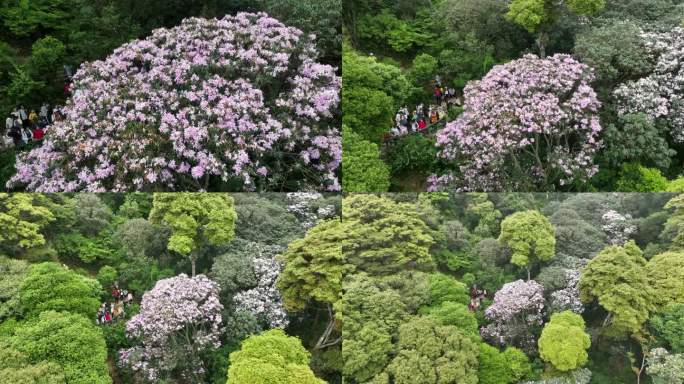 深圳梧桐山毛棉杜鹃花