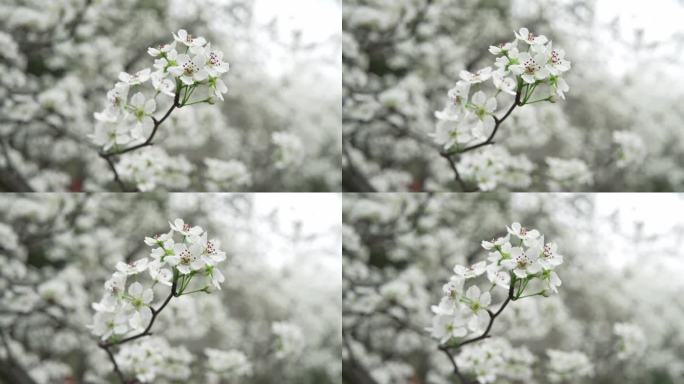 春天成都植物园梨花开雪白梨花特写镜头