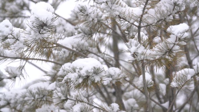 下雪唯美慢镜头