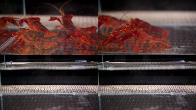 【镜头合集】清水中养殖的小龙虾小海鲜1