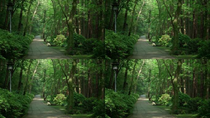 杭州虎跑晴天绿色树林中的小道幽静传来鸟叫