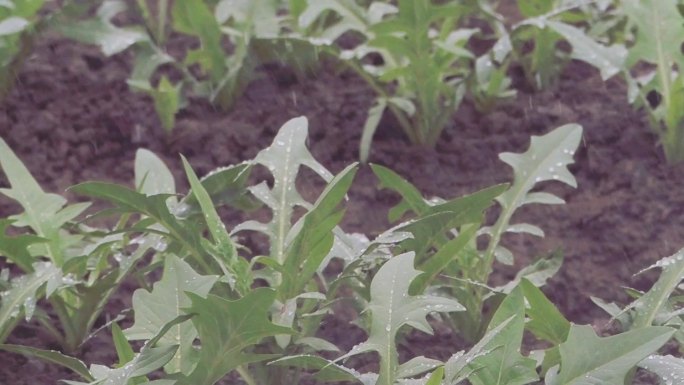 菜地下雨水珠喷淋灌溉