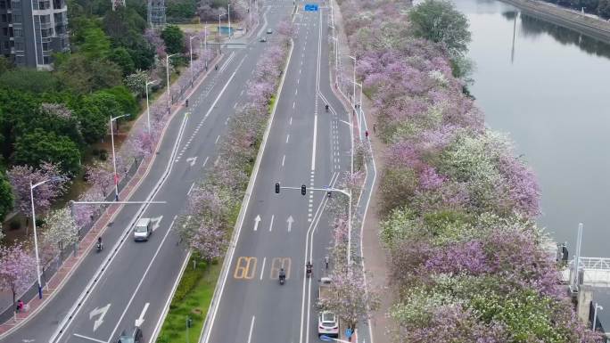 广州紫荆花公路