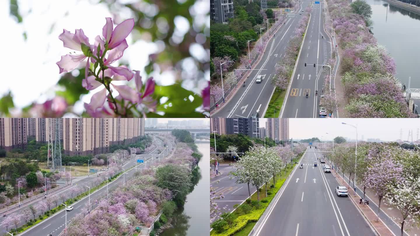 广州紫荆花公路