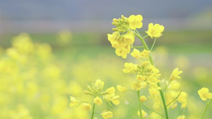 【4K120】油菜花和大头菜花