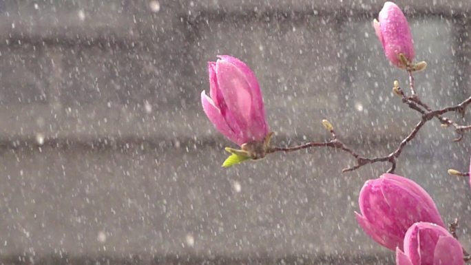 雨中红玉兰花