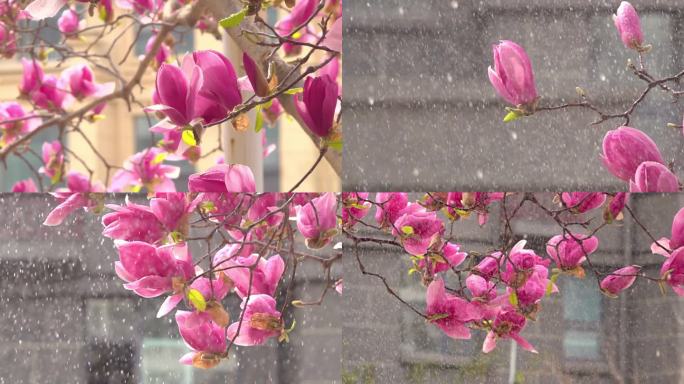 雨中红玉兰花