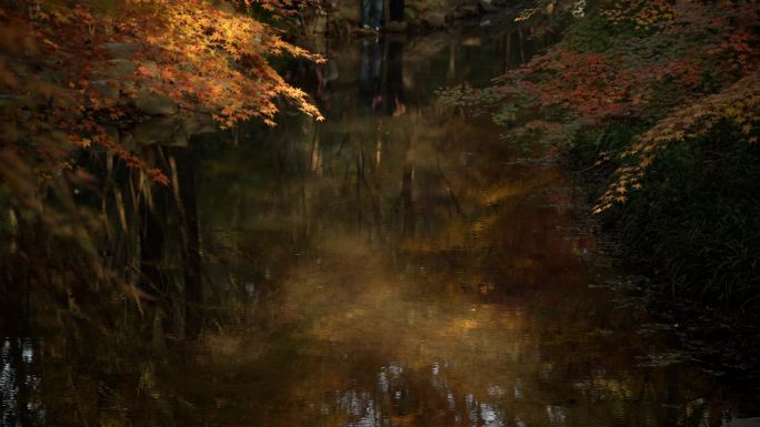 杭州九溪秋天早晨阳光洒在金色的枫树叶水面