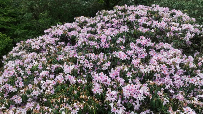 深圳梧桐山毛棉杜鹃花