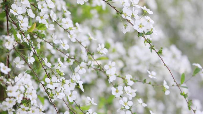 春天白色鲜花珍珠绣线菊雪柳花盛开