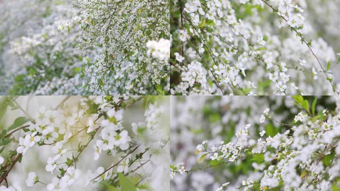 春天白色鲜花珍珠绣线菊雪柳花盛开