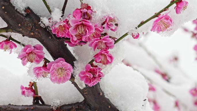 雪中梅花樱花